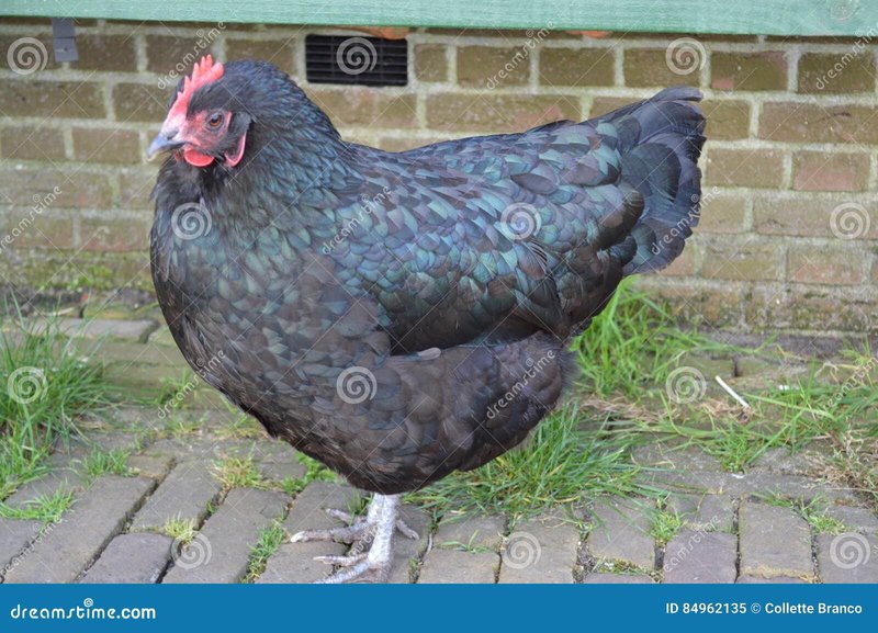 Chicken road casino, chicken road spel Chicken road casino, chicken road spel