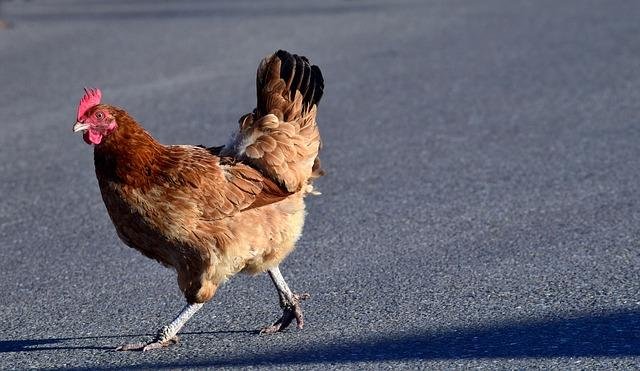 Chicken road casino - Descubre el secreto detrás del juego de azar de la carretera de pollo en España